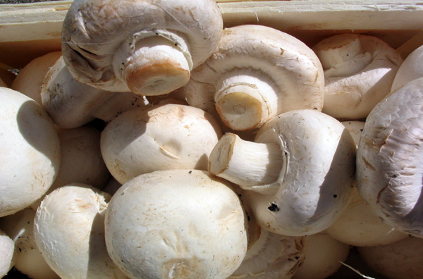 Білі гриби