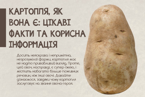 Цікава інформація про картоплю (інфографіка)