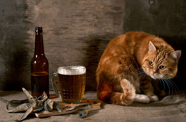 Кіт і пиво
