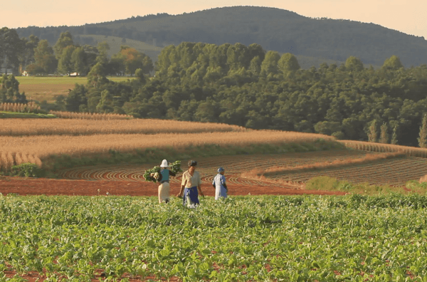 Африканські фермери працюють на полі