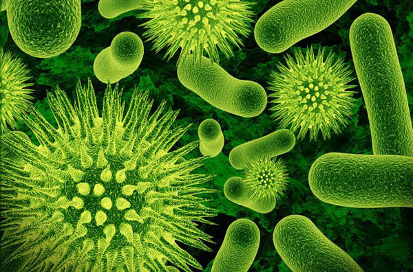 Бактерії у кишечнику