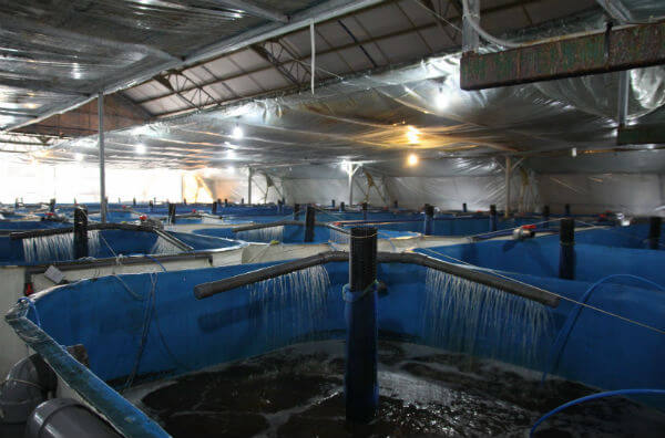 Рибогосподарство Blue Ridge Aquaculture