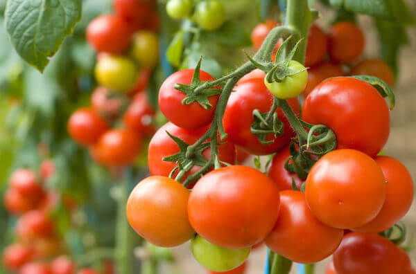 Вирощування помідорів