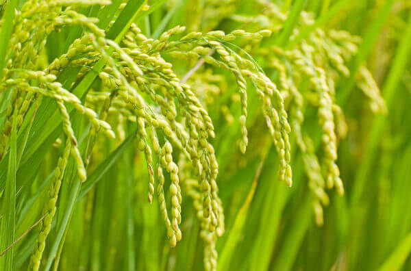 Вирощування рису