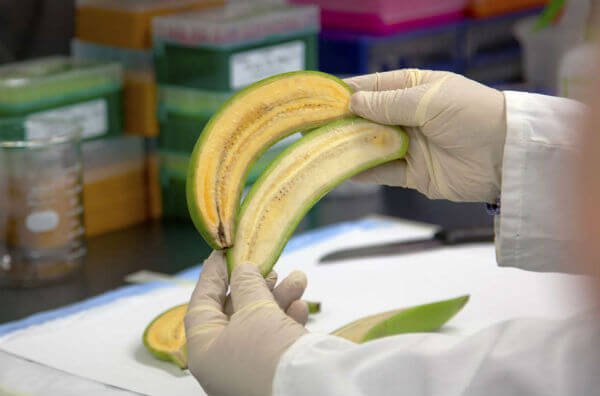 Банани з підвищеним вмістом вітаміну А