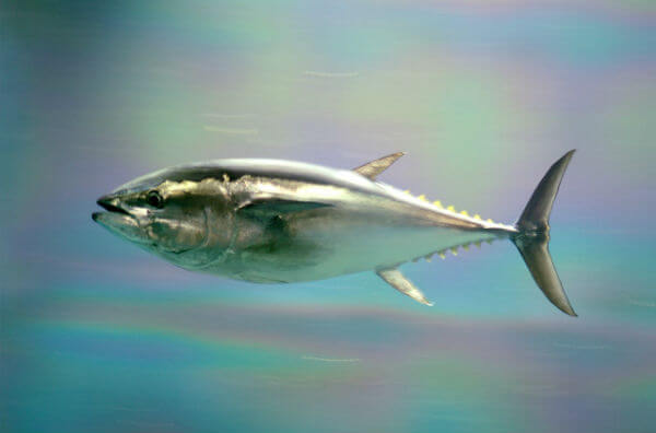 Блакитний тунець