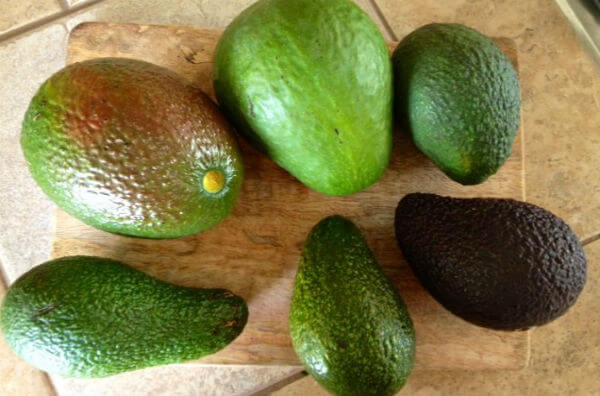Різні сорти авокадо