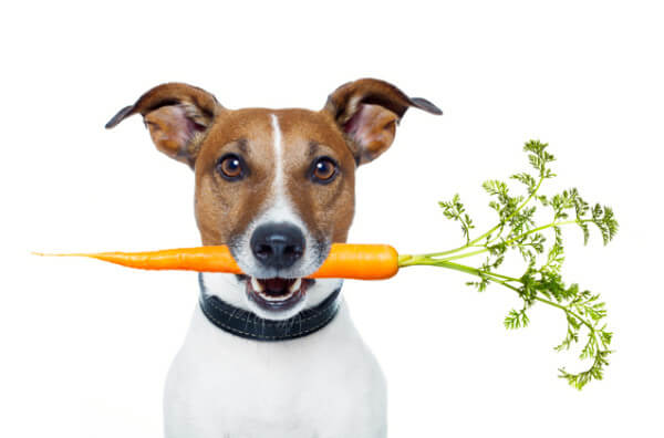 Собака з морквою