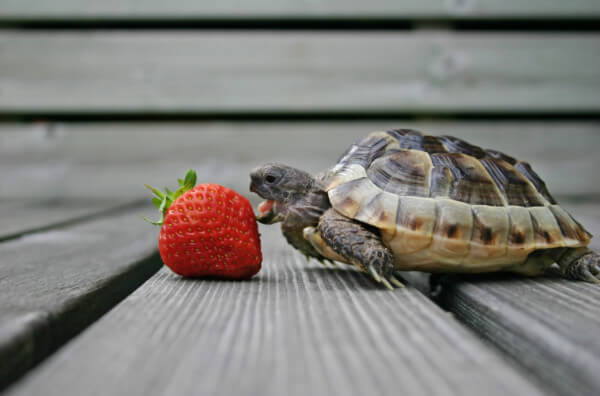 Черепаха їсть полуницю