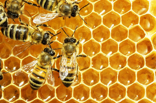 Бджоли та медові соти