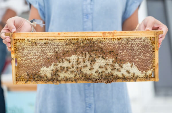 Рамка з бджолами
