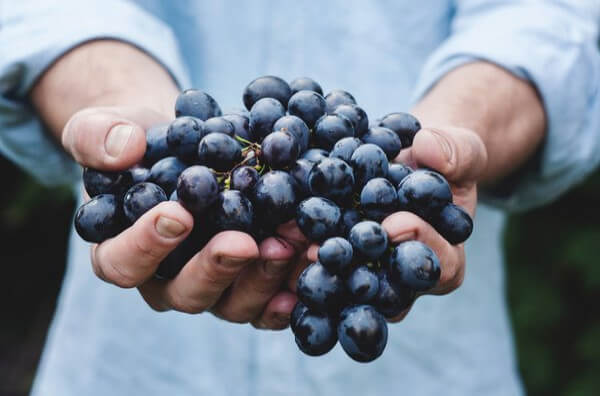 Грона винограду у руках