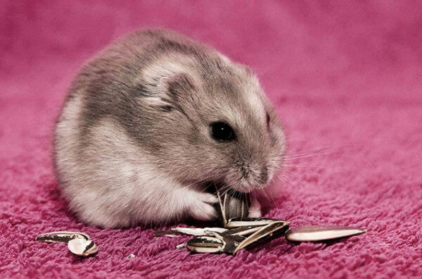 Мишка їсть соняшникове насіння