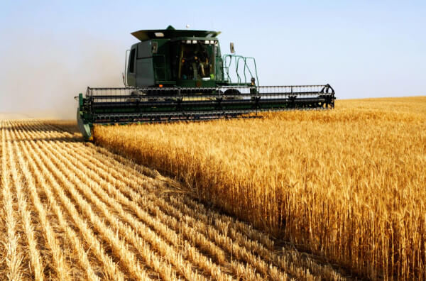 Збирання пшениці у полі