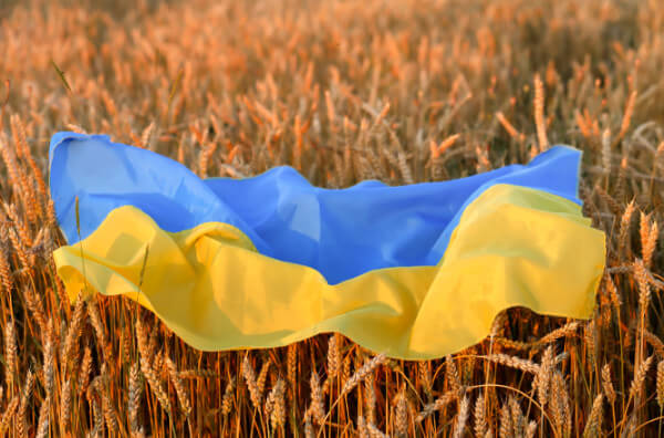 Український прапор у пшениці