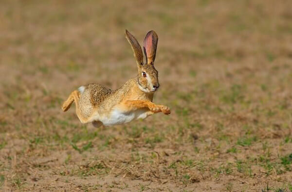 Кролик біжить