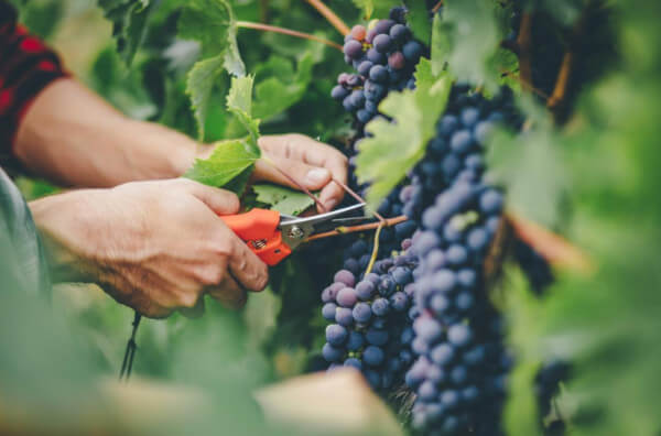 Вирощування винограду