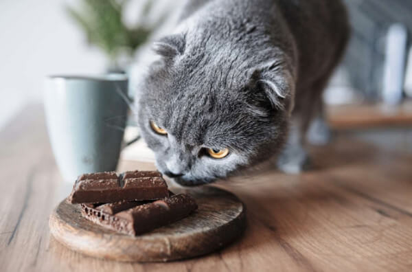 Кіт нюхає шоколад
