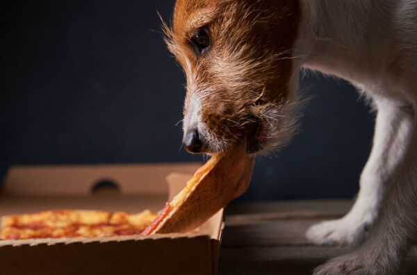 Пес їсть піцу