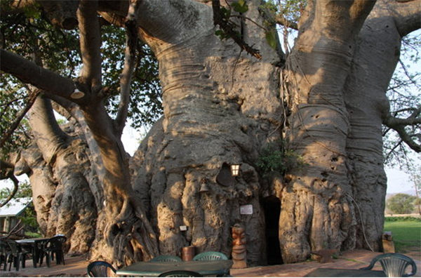 Baobab Tree Bar 
