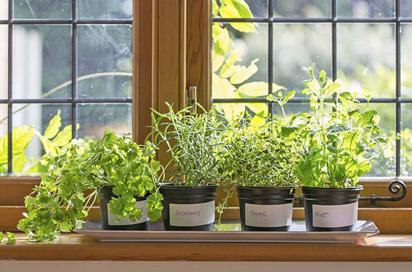 Вирощування зелені на вікні