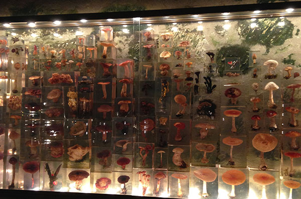 Музей грибів