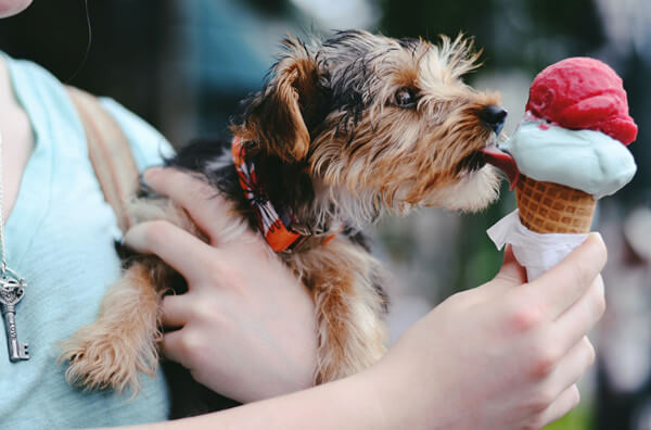 Собака їсть морозиво