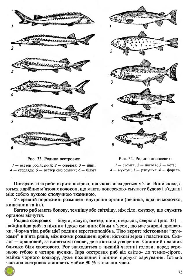 Осетрові та лососеві риби