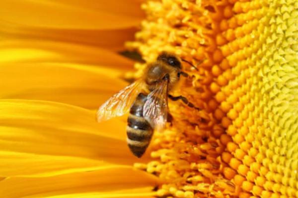 Бджола у соняшнику