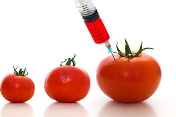 Геномодифіковані томати