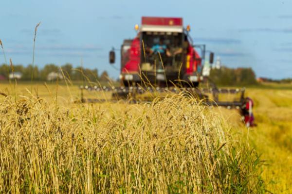 Комбайн збирає пшеницю у полі