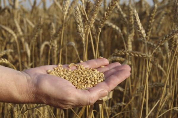 Зерно пшениці у долоні