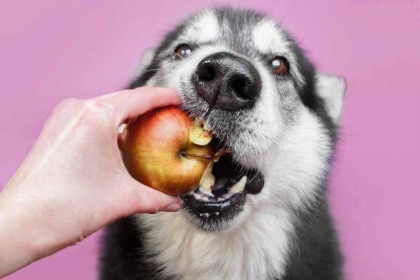 Собака їсть яблуко