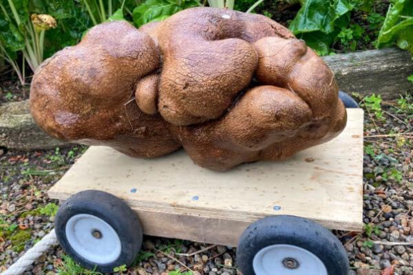 Гігантська картоплина